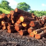 Forestry FSC Certification Assessment Fiji Mahogany