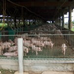 Vuda Piggery Effluent Disposal and Waste Permit, FIji